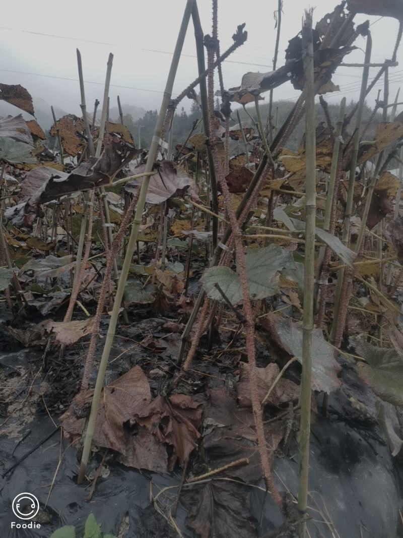葡萄苗，高山葡萄苗，高山二号葡萄苗，湖南葡萄苗木
