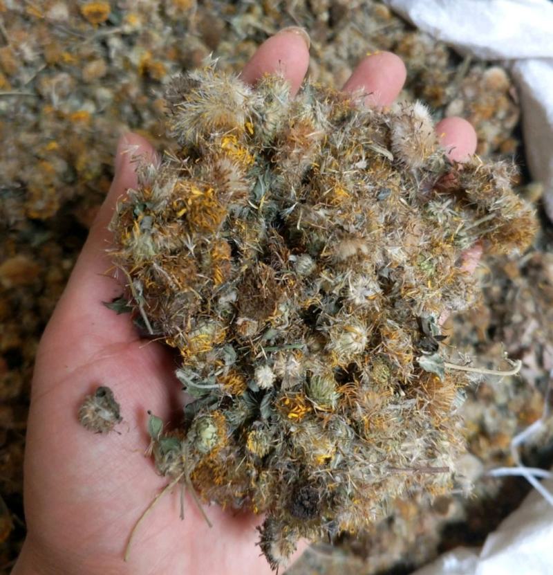 振兴药材批发供应旋覆花产地直供一手货源全国发