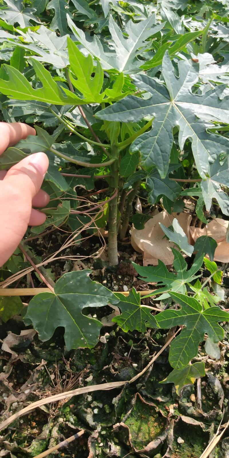 新品种巴西紫玲木瓜矮化苗种植5～6个月结果紫色木瓜培育苗