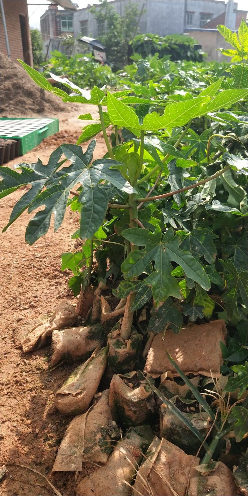 新品种巴西紫玲木瓜矮化苗种植5～6个月结果紫色木瓜培育苗