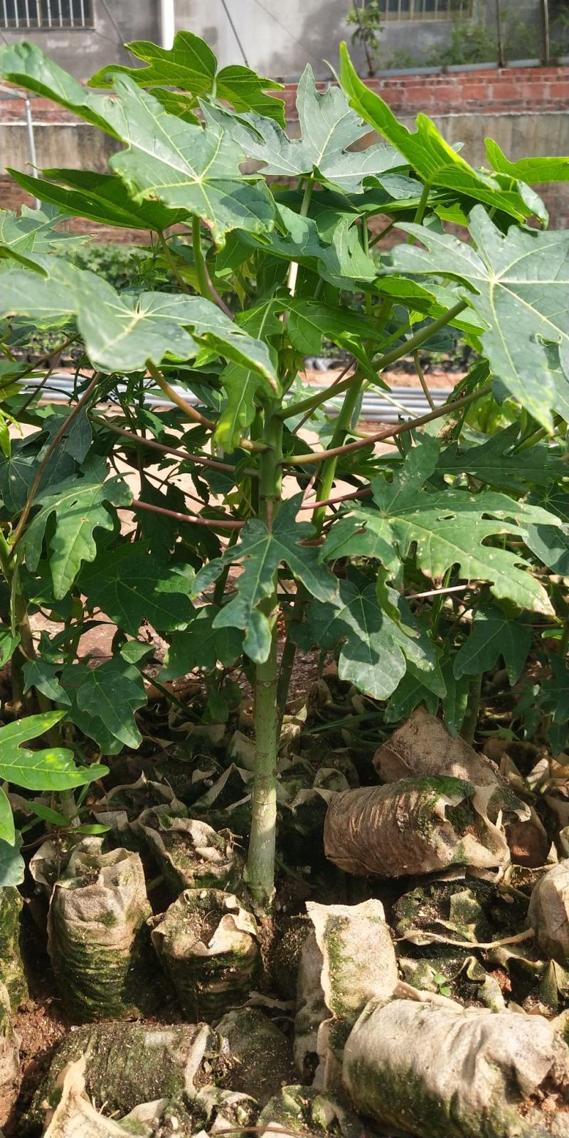 新品种巴西紫玲木瓜矮化苗种植5～6个月结果紫色木瓜培育苗