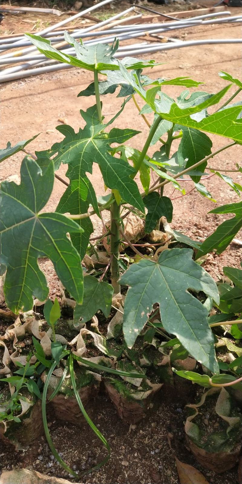 新品种巴西紫玲木瓜矮化苗种植5～6个月结果紫色木瓜培育苗