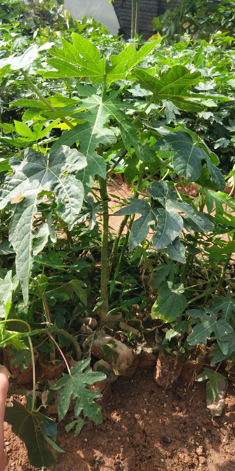 新品种巴西紫玲木瓜矮化苗种植5～6个月结果紫色木瓜培育苗
