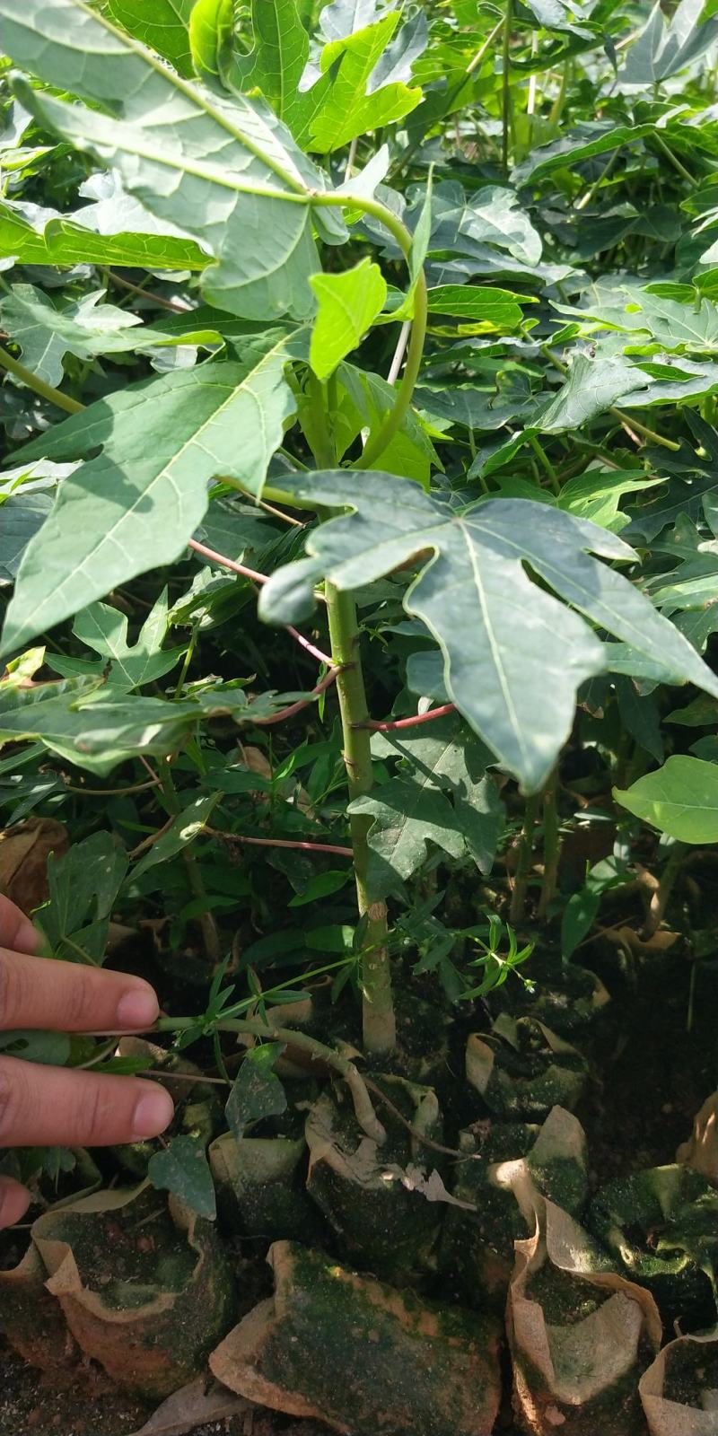 新品种巴西紫玲木瓜矮化苗种植5～6个月结果紫色木瓜培育苗