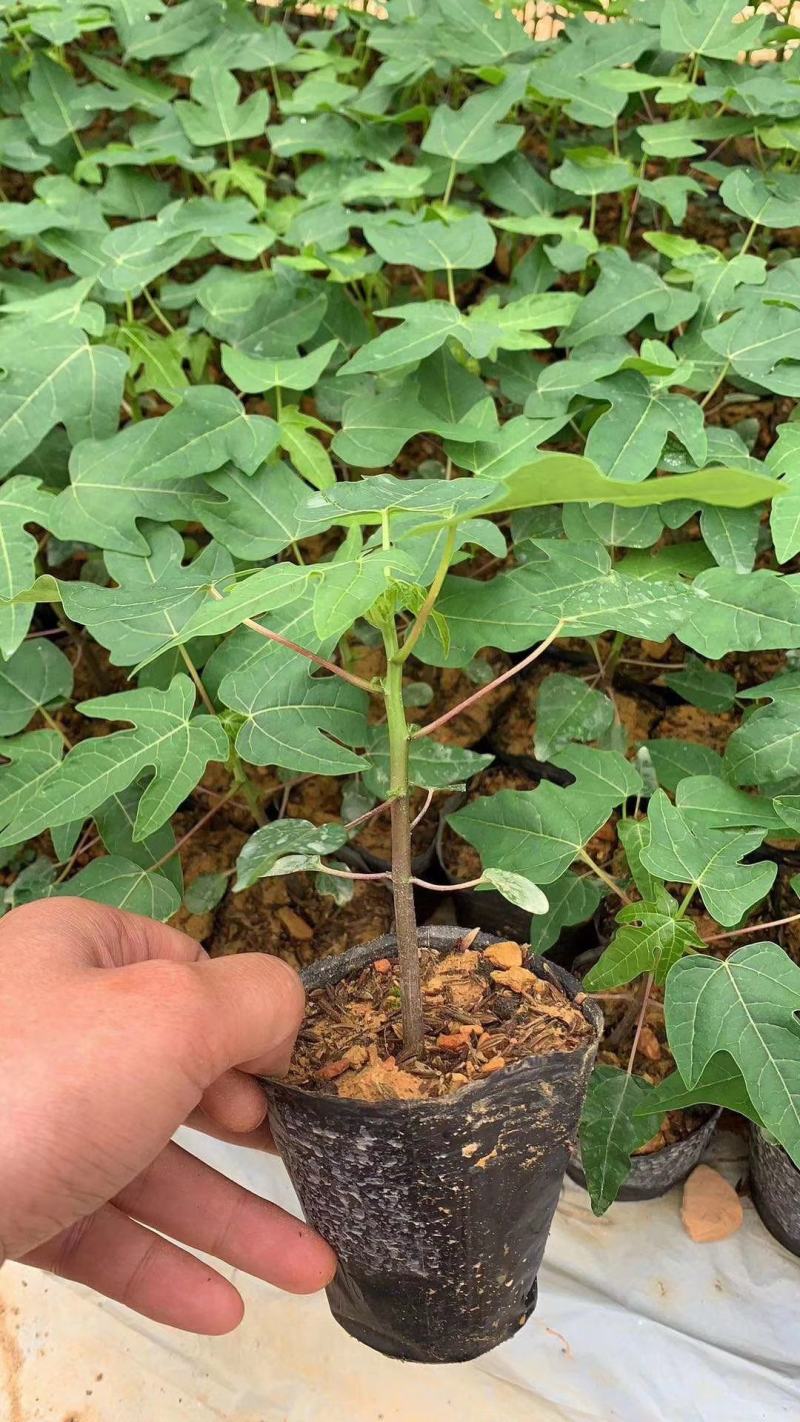 新品种巴西紫玲木瓜矮化苗种植5～6个月结果紫色木瓜培育苗