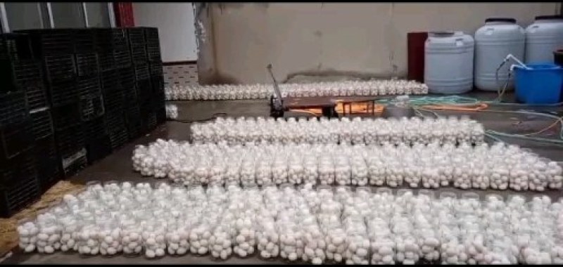 咸鹅蛋大桶鹅蛋桶装蛋产地直工，可视频看