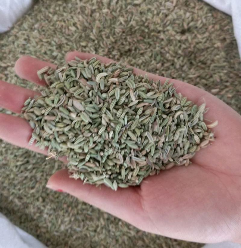 小茴香振兴药材批发供应绿色小茴香产地批发价