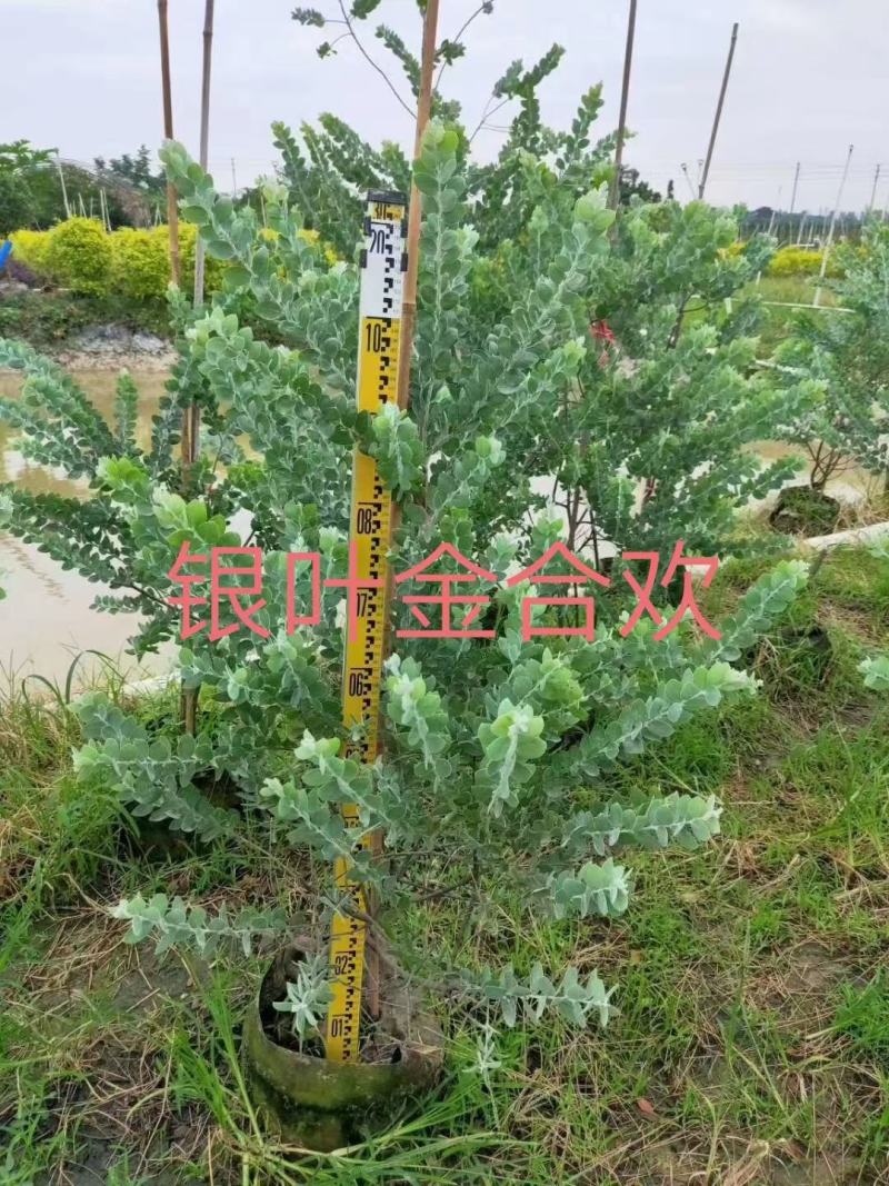 银叶金合欢袋苗树型美观挺俊园林开花绿化树
