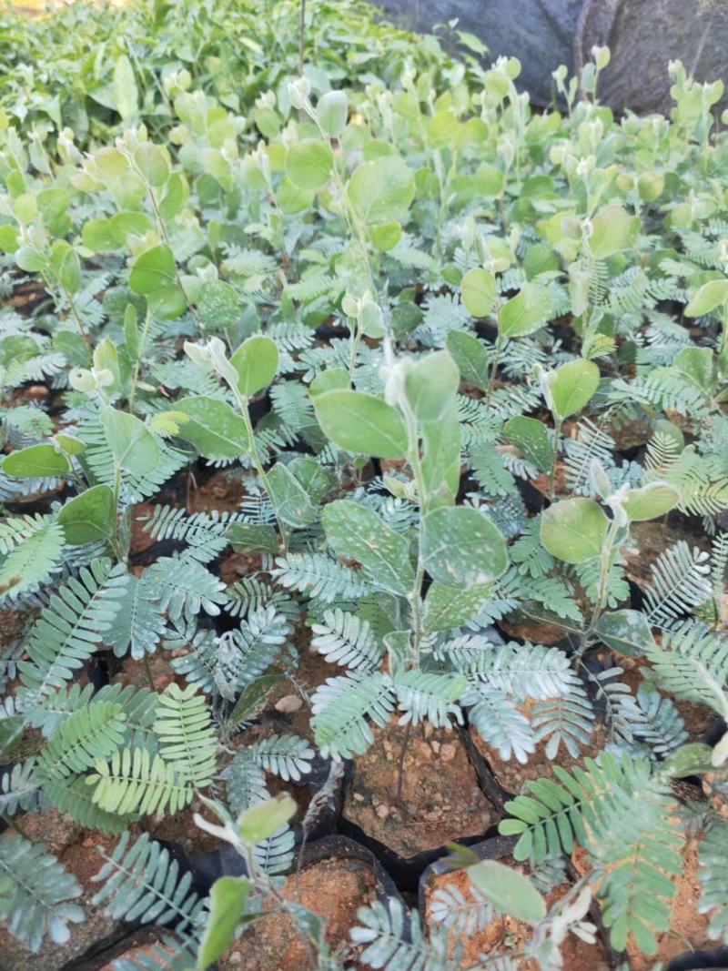 银叶金合欢袋苗树型美观挺俊园林开花绿化树