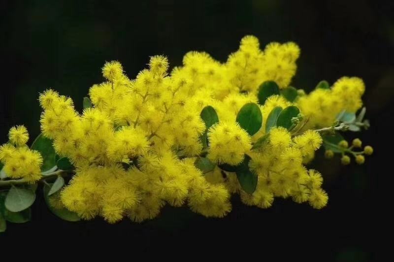 银叶金合欢袋苗树型美观挺俊园林开花绿化树