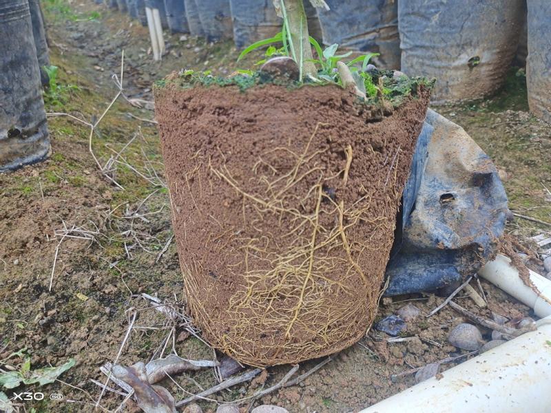 大量供应大果脆蜜金桔杯苗，地苗产地直供，假一赔十