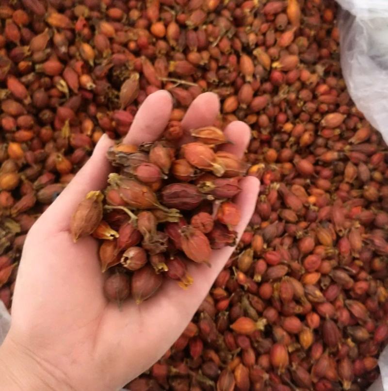 栀子振兴药材批发供应栀子江西栀子量大从优