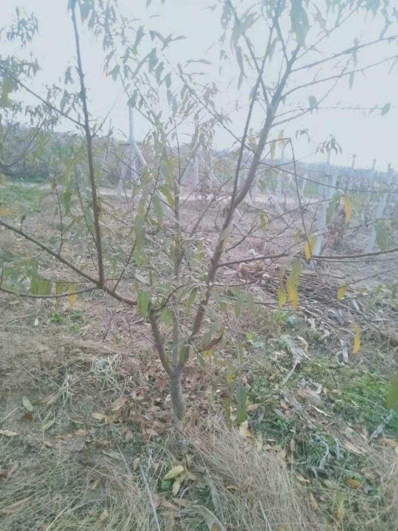 柿子树12-20公分景观绿化大量供应包栽包运包活
