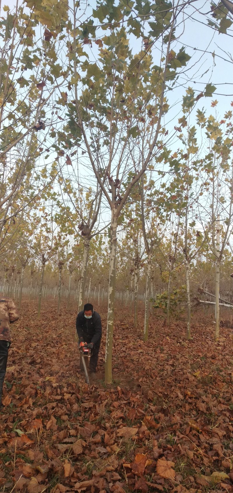 柿子树12-20公分景观绿化大量供应包栽包运包活