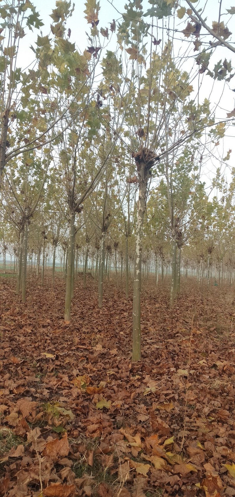 柿子树12-20公分景观绿化大量供应包栽包运包活
