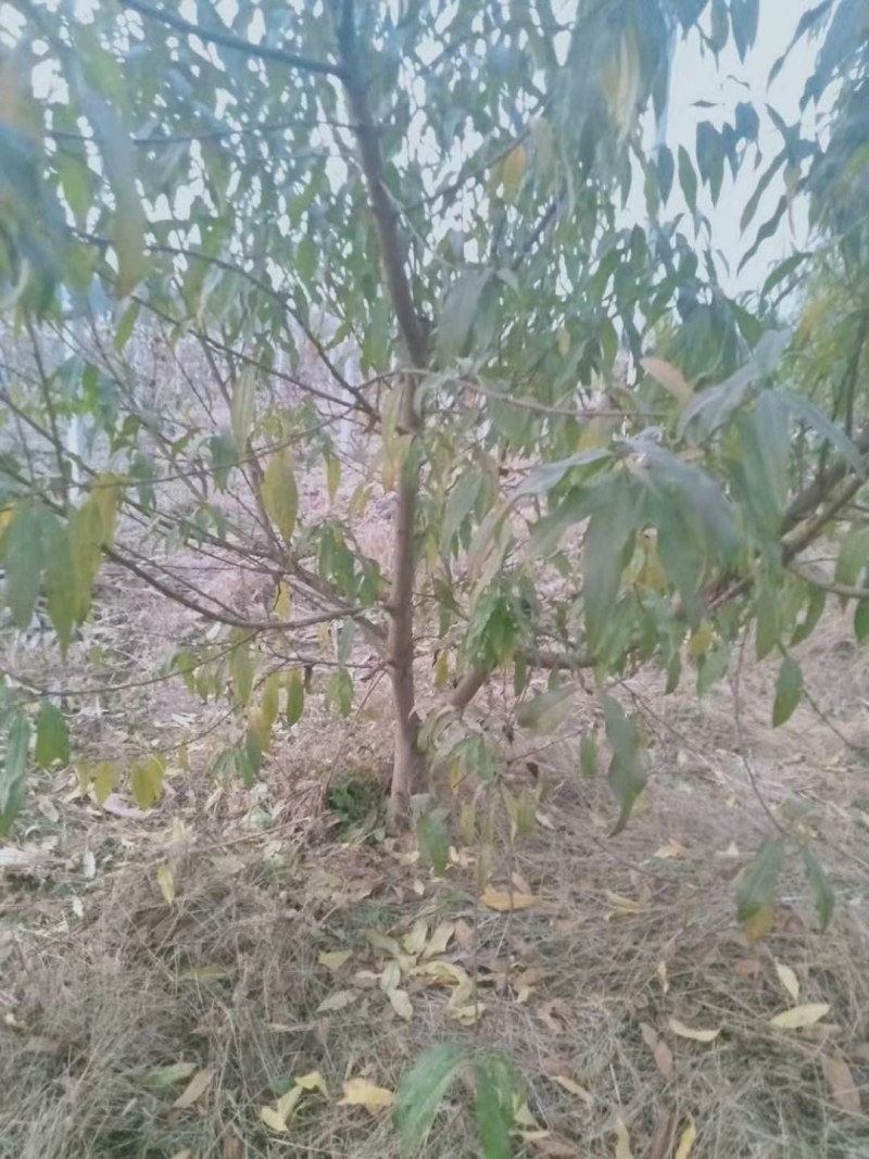 柿子树12-20公分景观绿化大量供应包栽包运包活