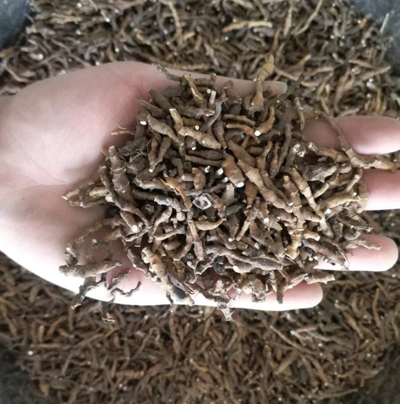 振兴药材批发供应节菖蒲产地直供一手货源全国发