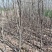 柿子树3-8公分基地大量供应包栽包运包活