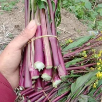 湖北红菜苔正在上市，质量保证，支持配菜