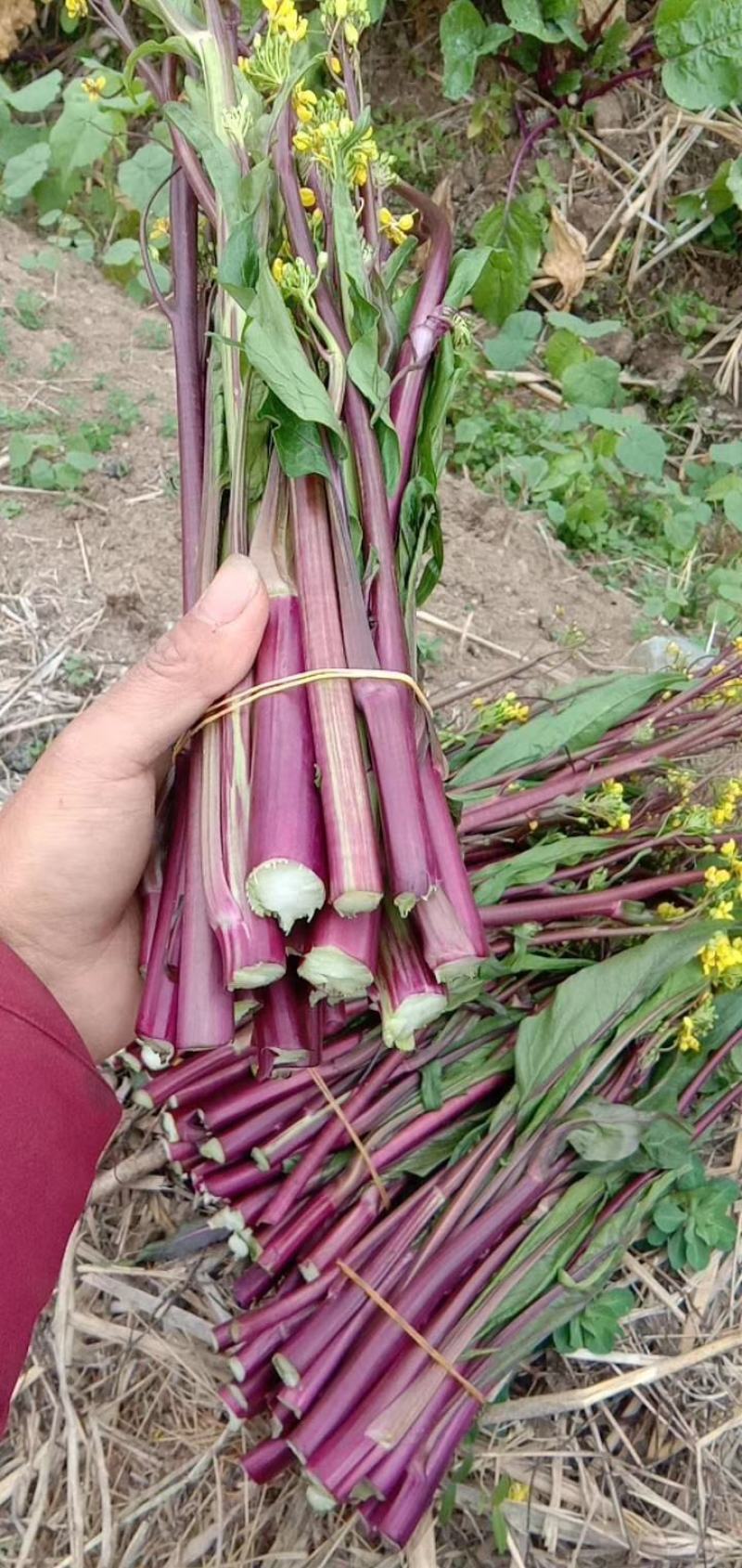 湖北红菜苔正在上市，质量保证，支持配菜