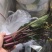 湖北红菜苔正在上市，质量保证，支持配菜