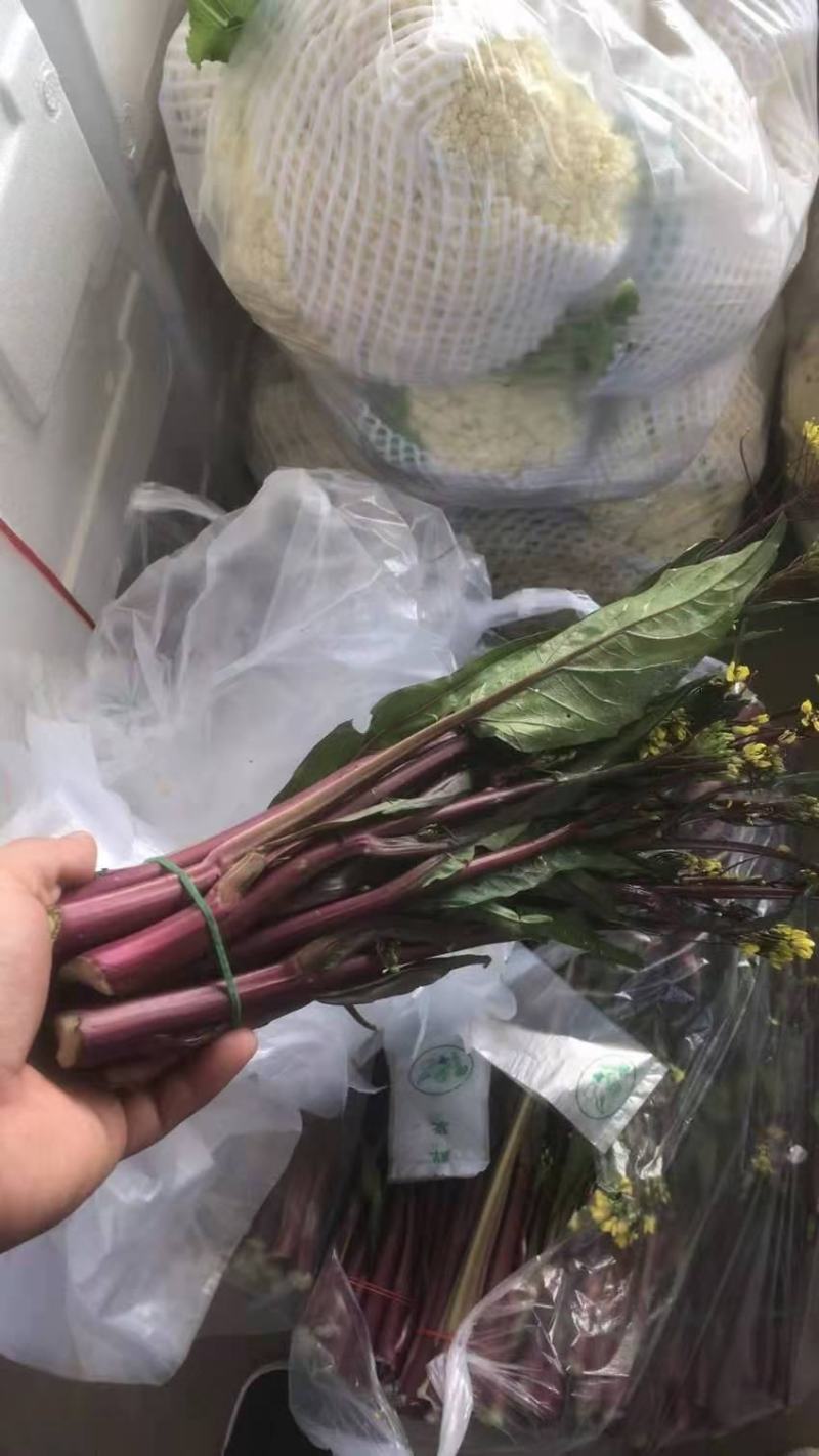 湖北红菜苔正在上市，质量保证，支持配菜
