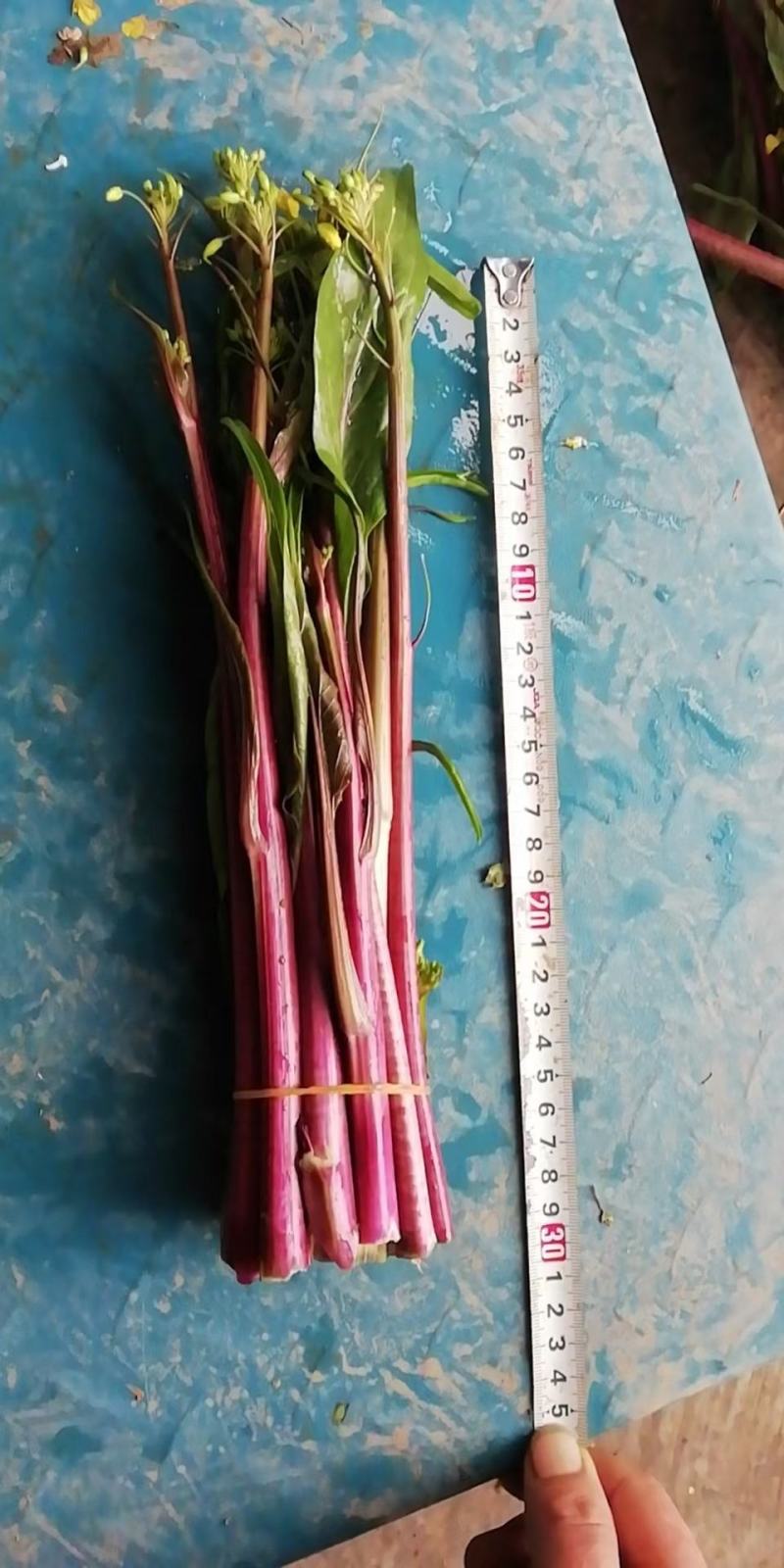 湖北红菜苔正在上市，质量保证，支持配菜