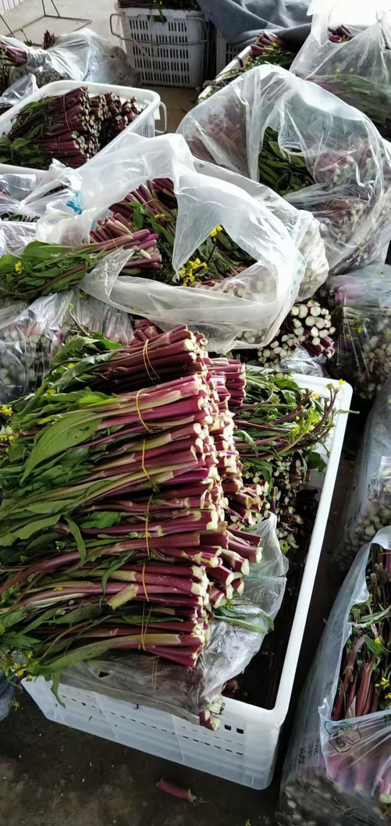 湖北红菜苔正在上市，质量保证，支持配菜