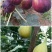 无花果苗,波姬红、芭劳奈无花果苗,标准化种植新技术新模式