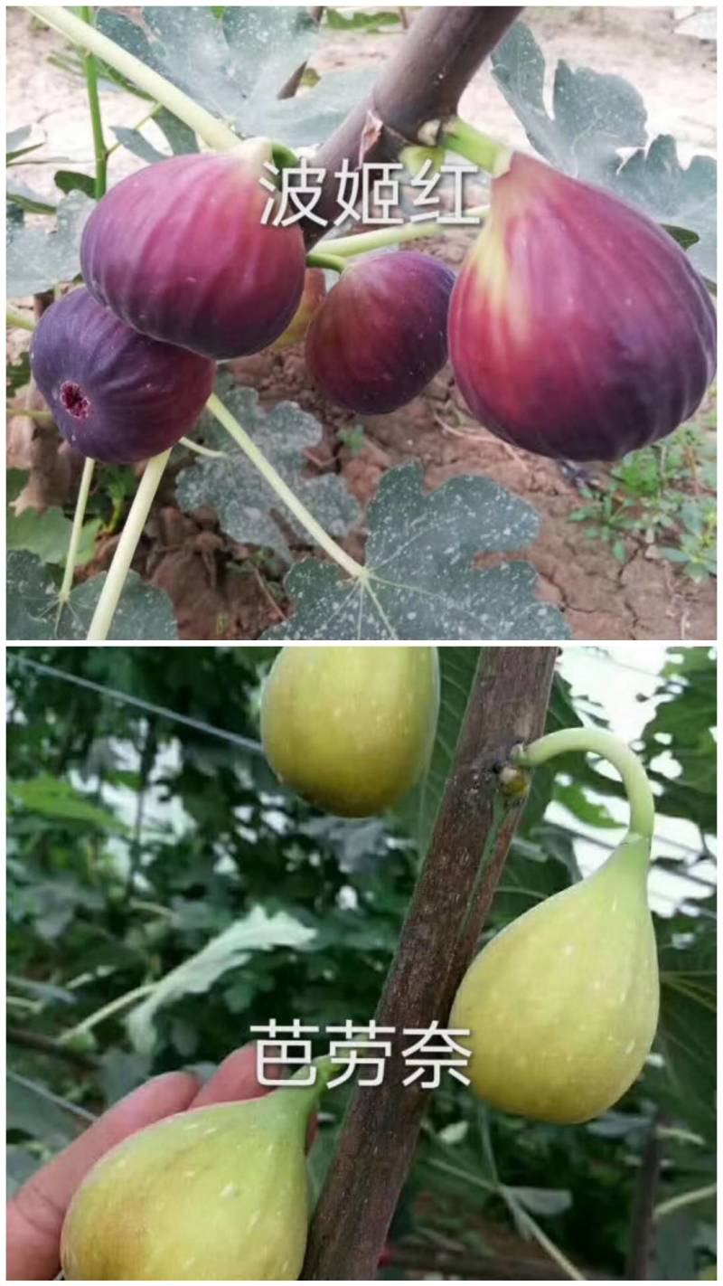 无花果苗，波姬红、芭劳奈无花果苗，标准化种植新技术新模式