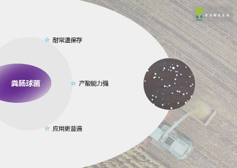 粪肠球菌1000亿cfu/g饲料发酵添加快速产酸