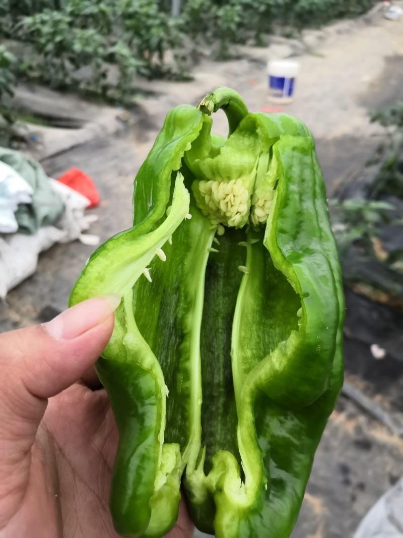 宁都辣椒301薄皮泡椒，苏椒，芜湖椒，大量现货供应