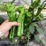 宁都辣椒301薄皮泡椒，苏椒，芜湖椒，大量现货供应
