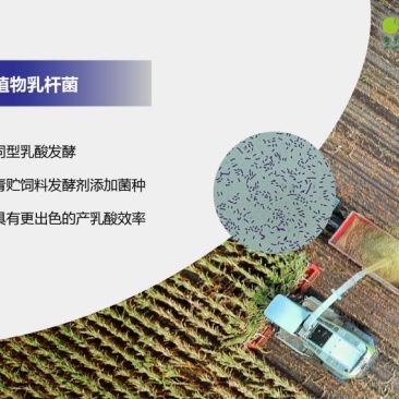 植物乳杆菌1000亿每克饲料发酵饲料添加快速产酸耐酸