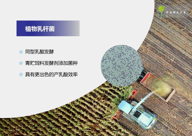植物乳杆菌1000亿每克饲料发酵饲料添加快速产酸耐酸