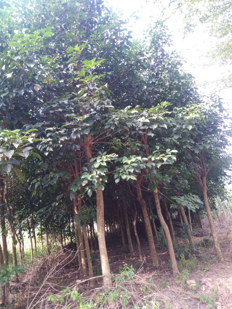 广西南宁青秀区长塘镇潘春雨绿化树，高度3.5米米经14-16