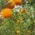 四川柑桔碰柑。万亩基地。口感好，水分足甜，价格便宜。