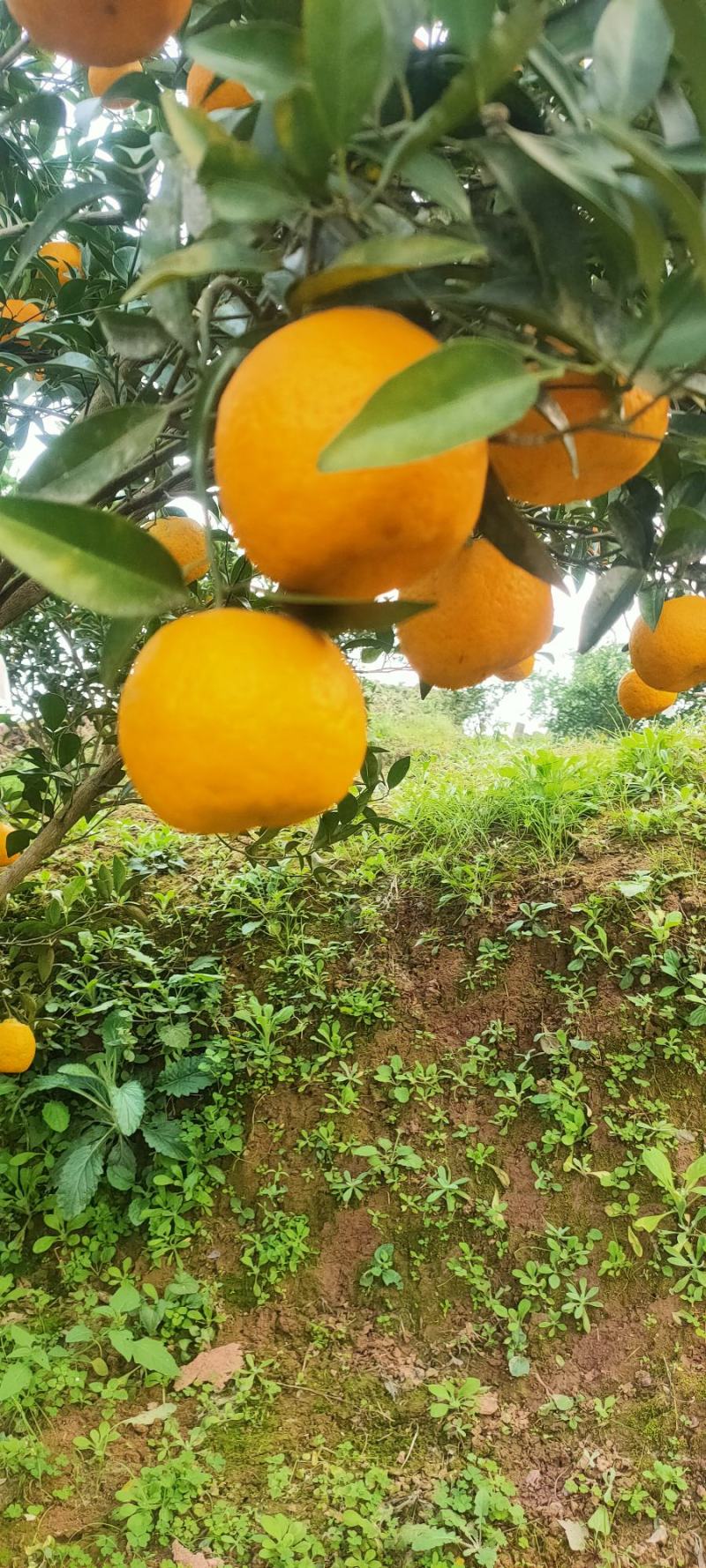 四川柑桔碰柑。万亩基地。口感好，水分足甜，价格便宜。