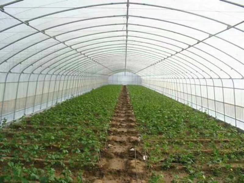 【牛商商家】蔬菜大棚，全国发货，支持安装好付款厂家发货