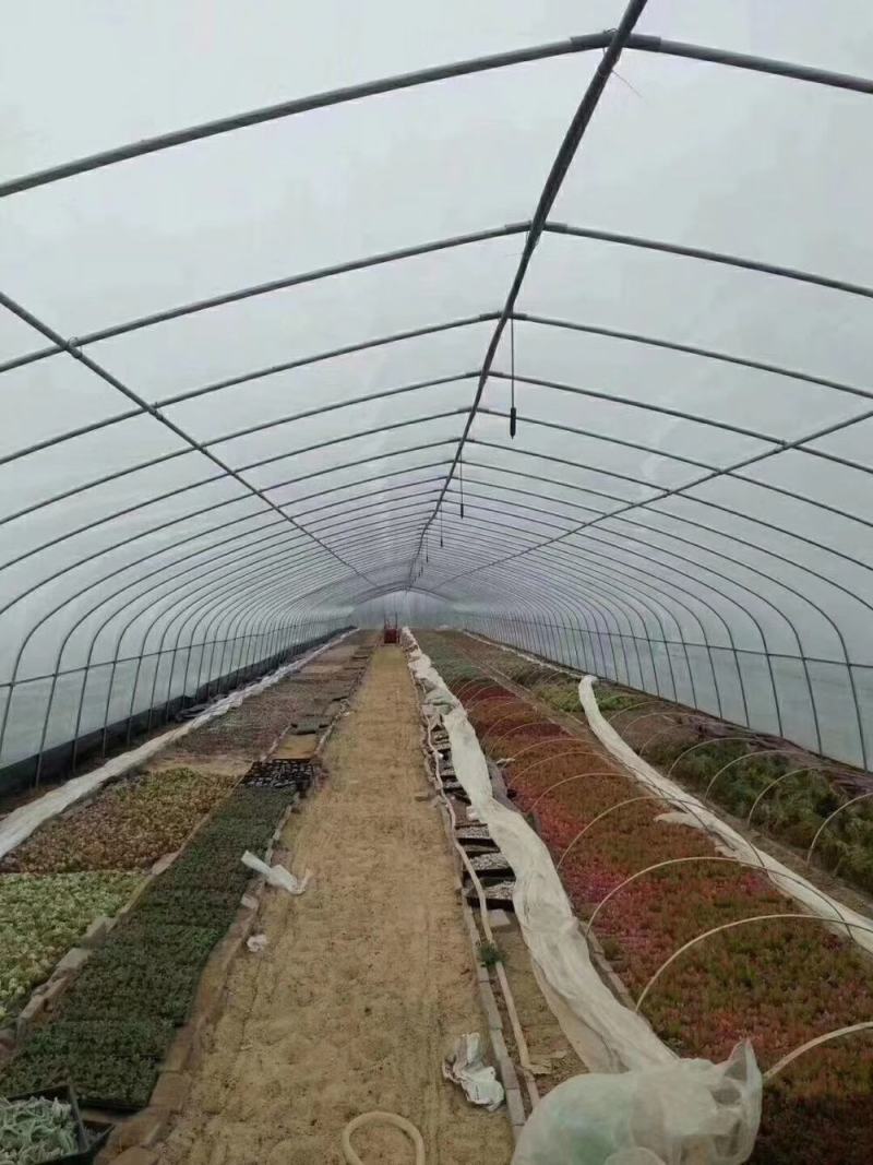 【牛商商家】蔬菜大棚，全国发货，支持安装好付款厂家发货