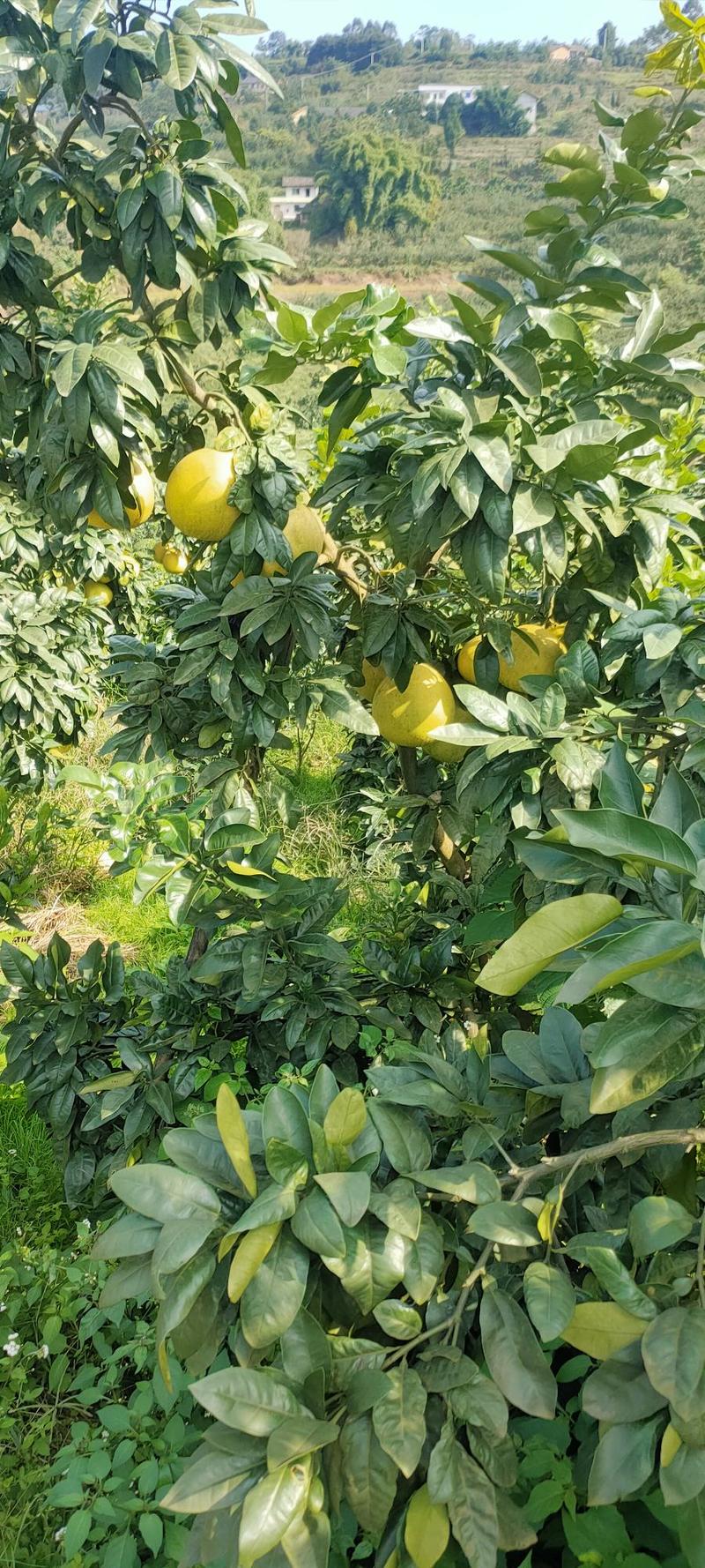 四川黄金柚水分多，口感好，200万大基地，树上现摘。