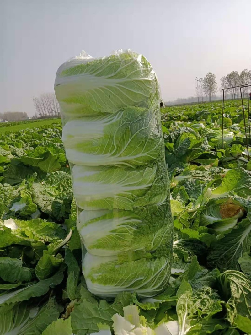 大白菜黄心白菜、青杂3号、秋晓白菜、鸡腿白菜基地直销