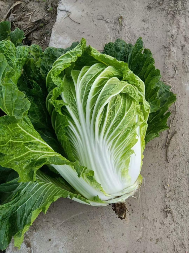 大白菜黄心白菜、青杂3号、秋晓白菜、鸡腿白菜基地直销