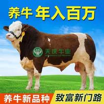 西门塔尔牛犊肉牛苗仔品质保证，厂家直销，价格实惠