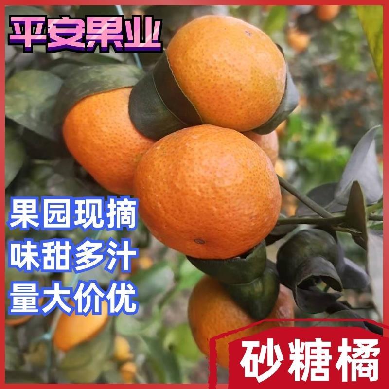 6年诚信代办沙糖桔砂糖橘广西蒙山荔浦欢迎您百家果出口