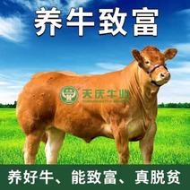 黄牛品质保证，价格实惠，专注养牛三十年一亩田认证