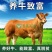 黄牛品质保证，价格实惠，专注养牛三十年一亩田认证
