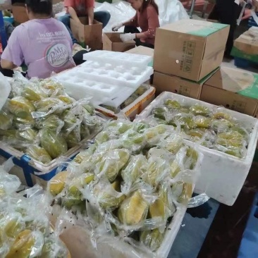 潮汕潮州甜杨桃！产地直供！直接面对果农！