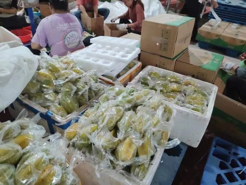 潮汕潮州甜杨桃！产地直供！直接面对果农！