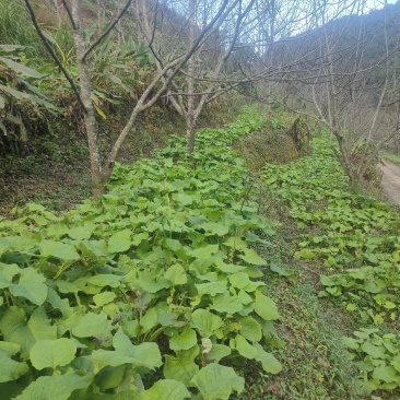 云木香原产地种植原产地加工